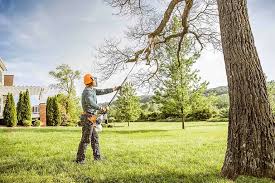 Best Tree Removal  in Eagle, CO