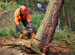 Best Fruit Tree Pruning  in Eagle, CO