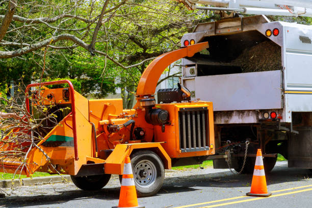 Best Emergency Tree Removal  in Eagle, CO